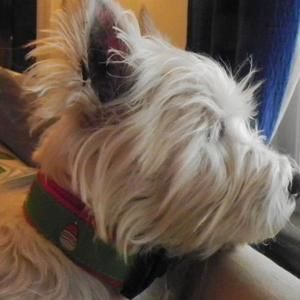 Meet your Posher, Tonya